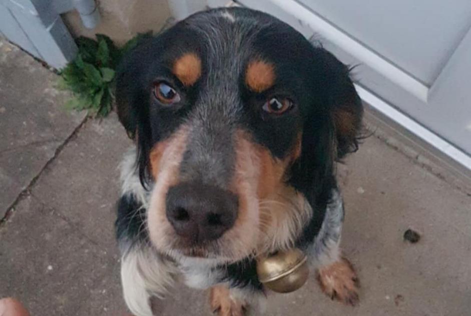 Alerta de Hallazgo Perro cruce  Hembra Saint-Georges-Antignac Francia